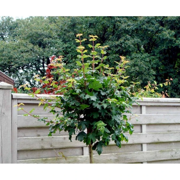 Kugle-Naur Acer Campestre 'Nanum' Opstammet 180 Cm. Med Potte 5 Kugle-Naur Acer Campestre 'Nanum' Opstammet 180 Cm. Med Potte - Billede 3