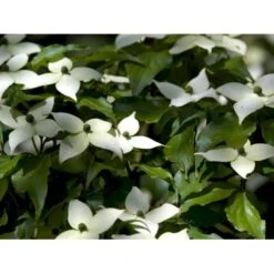 Osmo Koreakornel Cornus Kousa Med Klump,- 125-150 Cm. -Osmoz Naturens Butik mi623 cornus kousa 21ac