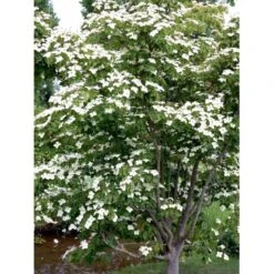 Osmo Koreakornel Cornus Kousa Med Klump,- 125-150 Cm. -Osmoz Naturens Butik mi623 cornus kousa 3e4a