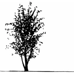 Osmo Koreakornel Cornus Kousa Med Klump,- 125-150 Cm. -Osmoz Naturens Butik mi623 cornus kousa 6e19