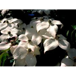 Osmo Koreakornel Cornus Kousa Med Klump,- 125-150 Cm. -Osmoz Naturens Butik mi623 cornus kousa a71a
