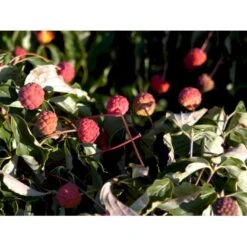 Osmo Koreakornel Cornus Kousa Med Klump,- 125-150 Cm. -Osmoz Naturens Butik mi623 cornus kousa e795