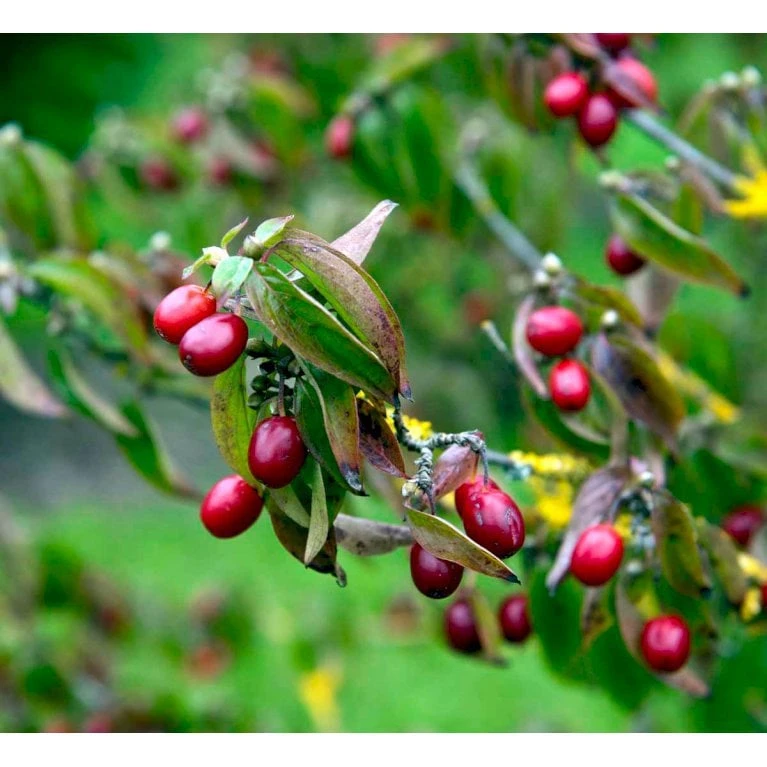 Kirsebærkornel Cornus Mas Solitær Busk 200-250 Cm. Høj,- 150-200 Cm. Bred.,- Med Trådklump 3 Kirsebærkornel Cornus Mas Solitær Busk 200-250 Cm. Høj,- 150-200 Cm. Bred.,- Med Trådklump