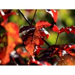 Nye udgivelser -Osmoz Naturens Butik mi64 acer ginnala 5021