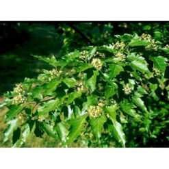 Osmo Ildløn Acer Ginnala Med Klump,- 125-150 Cm. -Osmoz Naturens Butik mi64 acer ginnala 5318