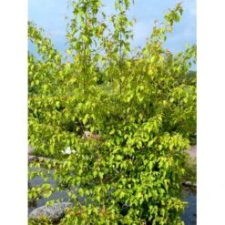 Osmo Ildløn Acer Ginnala Med Klump,- 125-150 Cm. -Osmoz Naturens Butik mi64 acer ginnala 6fa1