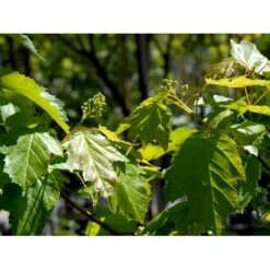 Osmo Ildløn Acer Ginnala Med Klump,- 125-150 Cm. -Osmoz Naturens Butik mi64 acer ginnala 71bd