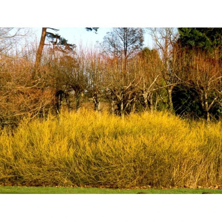 Gulgrenet Kornel 'Flaviramea' Cornus Sericea 'Flaviramea' Potte 12 Liter,- 100-125 Cm. 5 Gulgrenet Kornel 'Flaviramea' Cornus Sericea 'Flaviramea' Potte 12 Liter,- 100-125 Cm. - Billede 3
