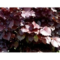 Purpurhassel Corylus Maxima 'Purpurea' Solitær Busk 150-200 Cm. - Med Klump -Osmoz Naturens Butik mi684 corylus maxima purpurea 89f2