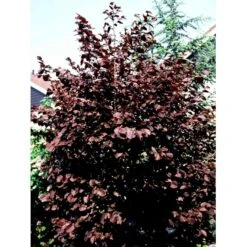 Purpurhassel Corylus Maxima 'Purpurea' Solitær Busk 150-200 Cm. - Med Klump -Osmoz Naturens Butik mi684 corylus maxima purpurea 9797