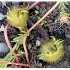 Tyrkisk Hassel Corylus Colurna Potte 7,5 Liter 175-200 Cm. 9 Tyrkisk Hassel Corylus Colurna Potte 7,5 Liter 175-200 Cm. -Osmoz Naturens Butik mi689 corylus colurna c15b