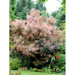 Parykbusk 'Grace' Cotinus Coggygria 'Grace' Opstammet 80 Cm. 7,5 Liter Potte -Osmoz Naturens Butik mi692 cotinus coggygria grace 37ef