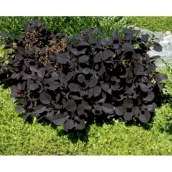 Rødbladet Parykbusk 'Royal Purple' Cotinus Coggygria 'Royal Purple' Potte 2,0 Liter,- 30-40 Cm. -Osmoz Naturens Butik mi697 cotinus coggygria royal purple 5f55