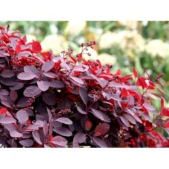 Rødbladet Parykbusk 'Royal Purple' Cotinus Coggygria 'Royal Purple' Potte 2,0 Liter,- 30-40 Cm. -Osmoz Naturens Butik mi697 cotinus coggygria royal purple 63a4
