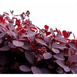 Rødbladet Parykbusk 'Royal Purple' Cotinus Coggygria 'Royal Purple' Potte 2,0 Liter,- 30-40 Cm. -Osmoz Naturens Butik mi697 cotinus coggygria royal purple 6ed7