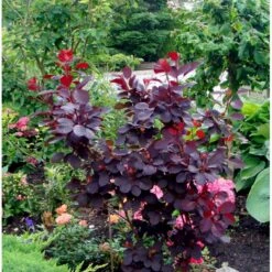 Rødbladet Parykbusk 'Royal Purple' Cotinus Coggygria 'Royal Purple' Potte 2,0 Liter,- 30-40 Cm. -Osmoz Naturens Butik mi697 cotinus coggygria royal purple 8e68