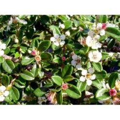 Dværgmispel Cotoneaster Dammeri 'Coral Beauty' Opstammet 80 Cm. 7,5 Liter Potte -Osmoz Naturens Butik mi699 cotoneaster suecicus coral beauty 40ec