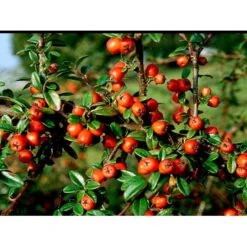 Dværgmispel Cotoneaster Dammeri 'Coral Beauty' Opstammet 80 Cm. 7,5 Liter Potte -Osmoz Naturens Butik mi699 cotoneaster suecicus coral beauty 742e