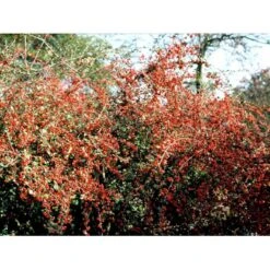 Kinesisk Dværgmispel Cotoneaster Dielsianus Solitær Busk 150-200 Cm. - Med Klump