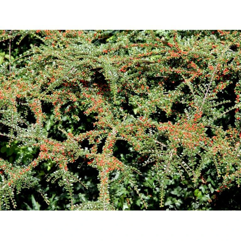 Fiskeben-Dværgmispel Cotoneaster Horizontalis 5 Liter Potte 3 Fiskeben-Dværgmispel Cotoneaster Horizontalis 5 Liter Potte