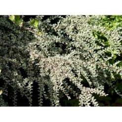 Dværgmispel 'Variegatus' Cotoneaster Atropurpureus 'Variegatus' Opstammet 60 Cm. Med Potte -Osmoz Naturens Butik mi706 cotoneaster atropupureus variegatus 1edd