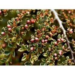 Dværgmispel 'Variegatus' Cotoneaster Atropurpureus 'Variegatus' Opstammet 60 Cm. Med Potte -Osmoz Naturens Butik mi706 cotoneaster atropupureus variegatus e853