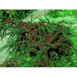 Fiskeben-Dværgmispel 'Cotali' Cotoneaster Horizontalis 'Cotali' 3,5 Liter Potte -Osmoz Naturens Butik mi707 cotoneaster cotali 9f2b