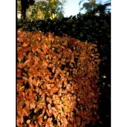 Glansdværgmispel Cotoneaster Lucidus Potte 4,0 Liter,- 50-60 Cm. -Osmoz Naturens Butik mi708 cotoneaster lucidus db7c