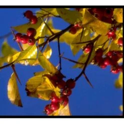 Hanesporetjørn Crataegus Crus-galli Alletræ, Stammeomkreds 10-12 Cm. Med Klump -Osmoz Naturens Butik mi713 crataegus crus gallii d4a5