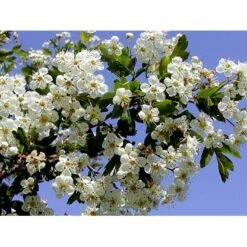 Engriflet Hvidtjørn Crataegus Monogyna Potte 7,5 Liter 175-200 Cm. -Osmoz Naturens Butik mi716 crataegus monogyna 435e