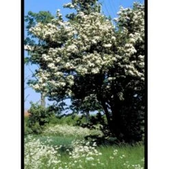Engriflet Hvidtjørn Crataegus Monogyna Potte 7,5 Liter 175-200 Cm. -Osmoz Naturens Butik mi716 crataegus monogyna ec52