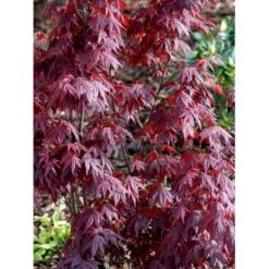 Japansk Ahorn 'Atropurpureum' Acer Palmatum 'Atropurpureum' Potte 4,0 Liter,- 60-80 Cm. -Osmoz Naturens Butik mi72 acer palmatum atropurpureum 4cfa