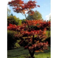 Japansk Ahorn 'Atropurpureum' Acer Palmatum 'Atropurpureum' Potte 4,0 Liter,- 60-80 Cm. -Osmoz Naturens Butik mi72 acer palmatum atropurpureum 6874