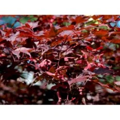 Japansk Ahorn 'Atropurpureum' Acer Palmatum 'Atropurpureum' Potte 4,0 Liter,- 60-80 Cm. -Osmoz Naturens Butik mi72 acer palmatum atropurpureum b150