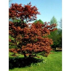 Japansk Ahorn 'Atropurpureum' Acer Palmatum 'Atropurpureum' Potte 4,0 Liter,- 60-80 Cm. -Osmoz Naturens Butik mi72 acer palmatum atropurpureum c050