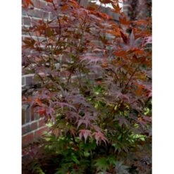Japansk Ahorn 'Atropurpureum' Acer Palmatum 'Atropurpureum' Potte 4,0 Liter,- 60-80 Cm. -Osmoz Naturens Butik mi72 acer palmatum atropurpureum e5a2
