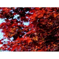 Japansk Ahorn 'Atropurpureum' Acer Palmatum 'Atropurpureum' Potte 4,0 Liter,- 60-80 Cm. -Osmoz Naturens Butik mi72 acer palmatum atropurpureum ecd3