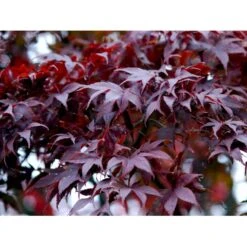 Japansk Ahorn 'Atropurpureum' Acer Palmatum 'Atropurpureum' Potte 4,0 Liter,- 60-80 Cm. -Osmoz Naturens Butik mi72 acer palmatum atropurpureum fd60