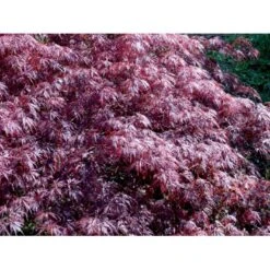 Opstammet Japansk Ahorn 'Garnet' Acer Palmatum Dissectum 'Garnet' Potte 4,0 Liter,- 40-50 Cm. -Osmoz Naturens Butik mi73 acer palmatum garnet 221d