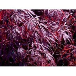 Opstammet Japansk Ahorn 'Garnet' Acer Palmatum Dissectum 'Garnet' Potte 4,0 Liter,- 40-50 Cm. -Osmoz Naturens Butik mi73 acer palmatum garnet 493e