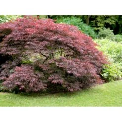 Opstammet Japansk Ahorn 'Garnet' Acer Palmatum Dissectum 'Garnet' Potte 4,0 Liter,- 40-50 Cm. -Osmoz Naturens Butik mi73 acer palmatum garnet 8a10
