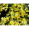 Vårgyvel Cytisus Praecox 'Allgold' Potte 2 Liter. -Osmoz Naturens Butik mi740 cytisus praecox allgold 06cd