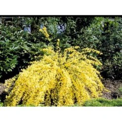 Vårgyvel Cytisus Praecox 'Allgold' Potte 2 Liter. -Osmoz Naturens Butik mi740 cytisus praecox allgold 7cf6