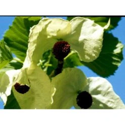 Duetræ Davidia Involucrata Heister 175-200 Cm. Med Potte -Osmoz Naturens Butik mi747 davidia involucrata 028d