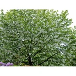 Duetræ Davidia Involucrata Heister 175-200 Cm. Med Potte -Osmoz Naturens Butik mi747 davidia involucrata 7db5