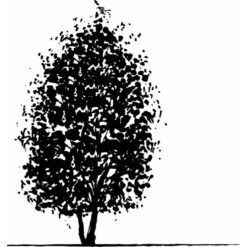 Duetræ Davidia Involucrata Heister 175-200 Cm. Med Potte -Osmoz Naturens Butik mi747 davidia involucrata 8b20