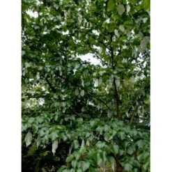 Duetræ Davidia Involucrata Heister 175-200 Cm. Med Potte -Osmoz Naturens Butik mi747 davidia involucrata bc6b