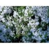 Lille Stjernetop Deutzia Gracilis Potte 2,0 Liter,- 30-40 Cm. -Osmoz Naturens Butik mi753 deutzia gracilis 5796