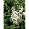 Stjernetop 'Dippon' Deutzia Crenata 'Dippon' 3,5 Liter Potte -Osmoz Naturens Butik mi755 deutzia gracilis dippon 33d2