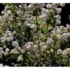 Stjernetop 'Mont Rose' Deutzia Hybrida 'Mont Rose' Med Klump,- 125-150 Cm. -Osmoz Naturens Butik mi756 deutzia hybrida mont rose 2a7d